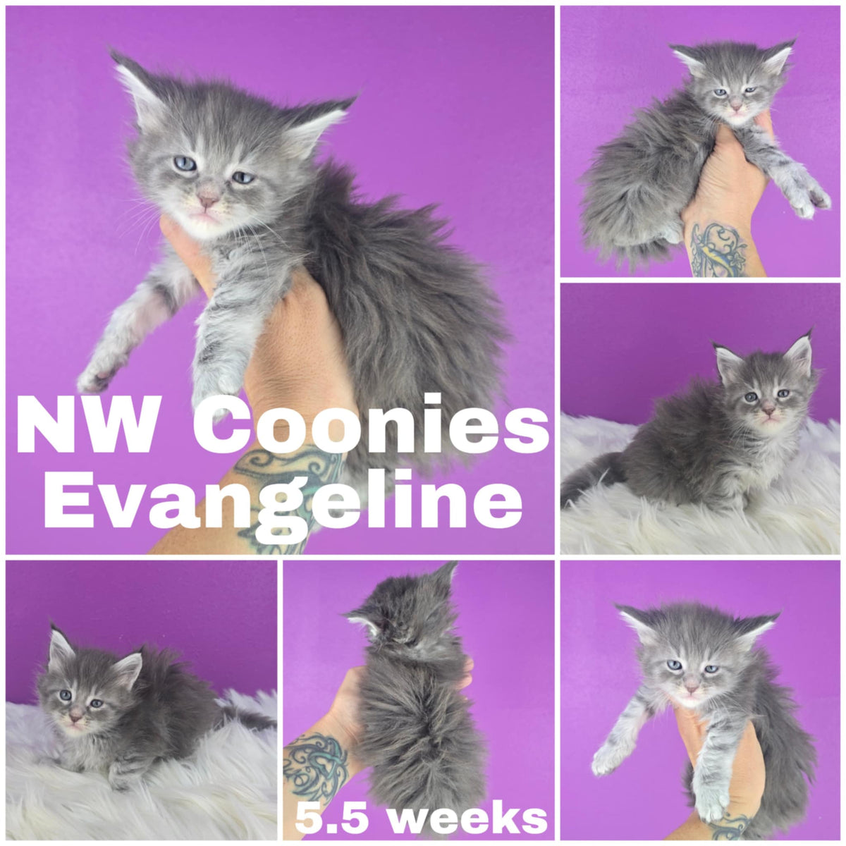 NW Coonies Evangeline