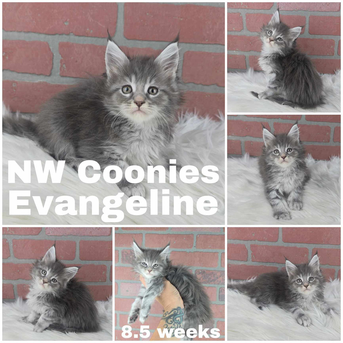 NW Coonies Evangeline