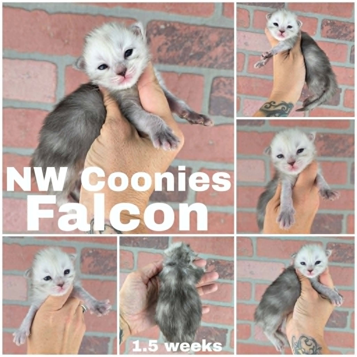 NW Coonies Falcon
