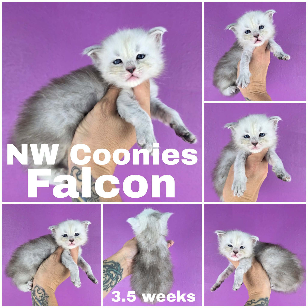 NW Coonies Falcon