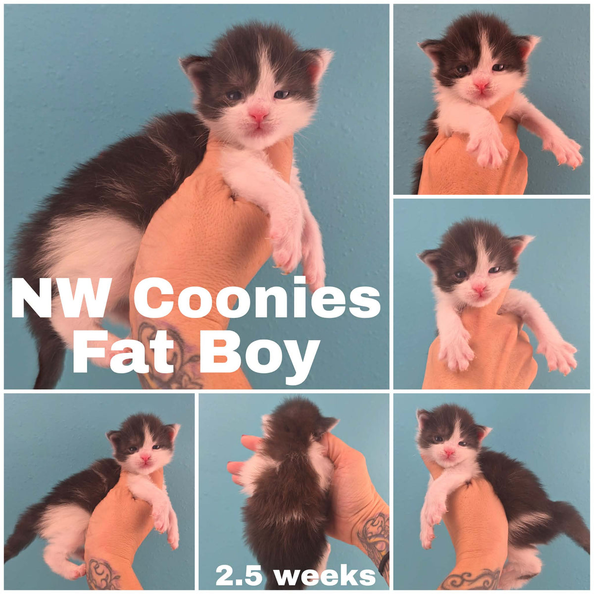 NW Coonies Fat Boy