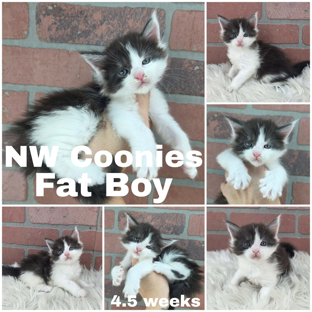 NW Coonies Fat Boy