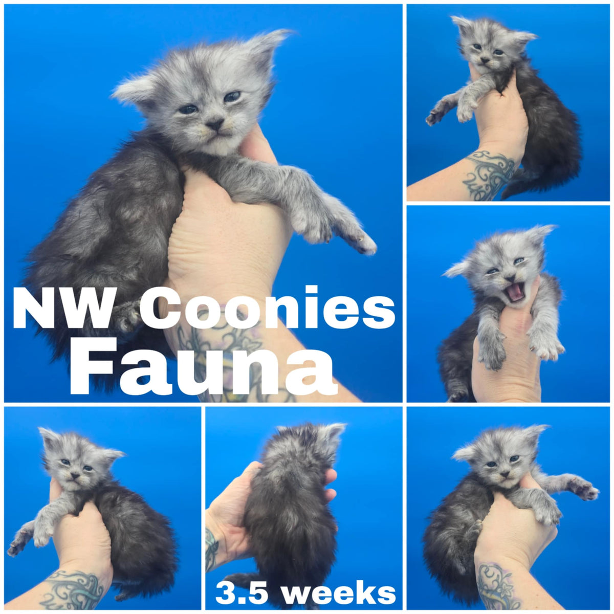 NW Coonies Fauna