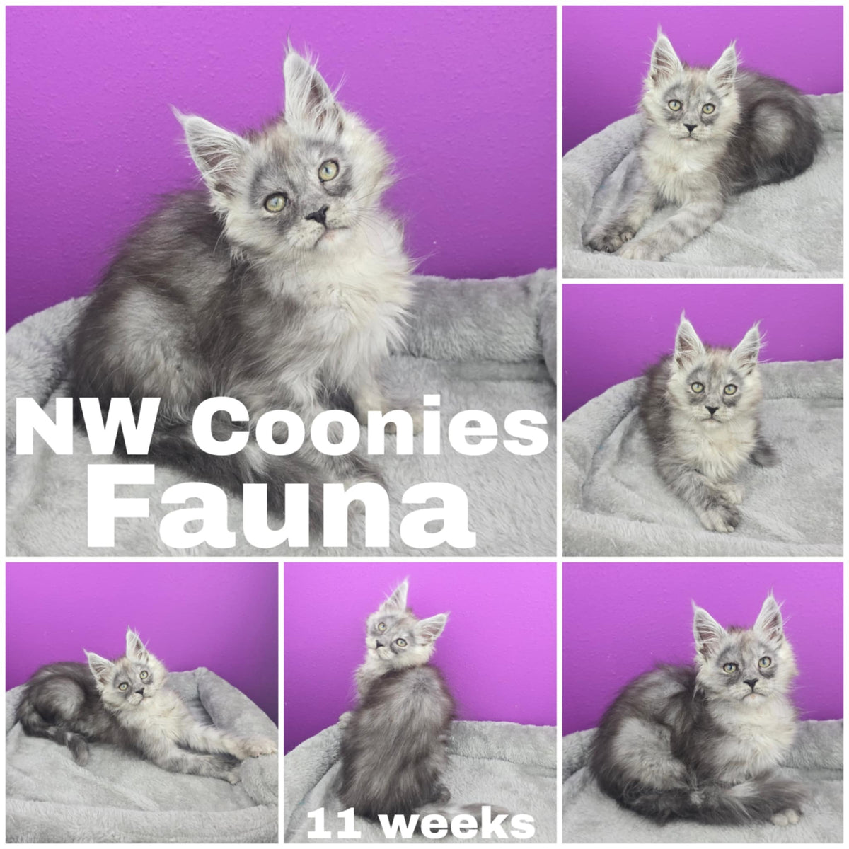 NW Coonies Fauna