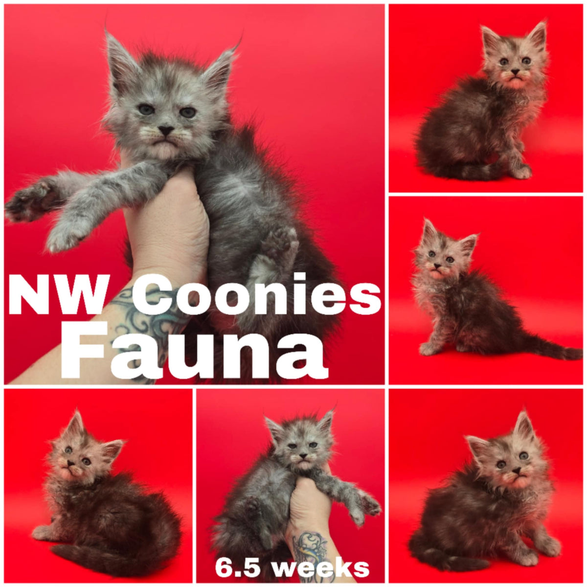 NW Coonies Fauna