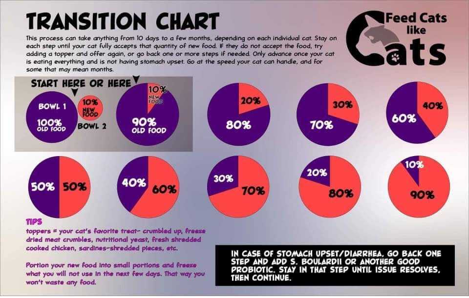 Cat food transition chart showing step-by-step percentages of old food vs. new food, with circular diagrams and tips for preventing stomach upset