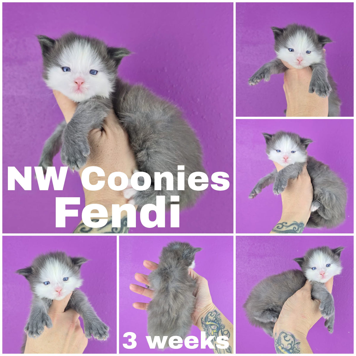 NW Coonies Fendi