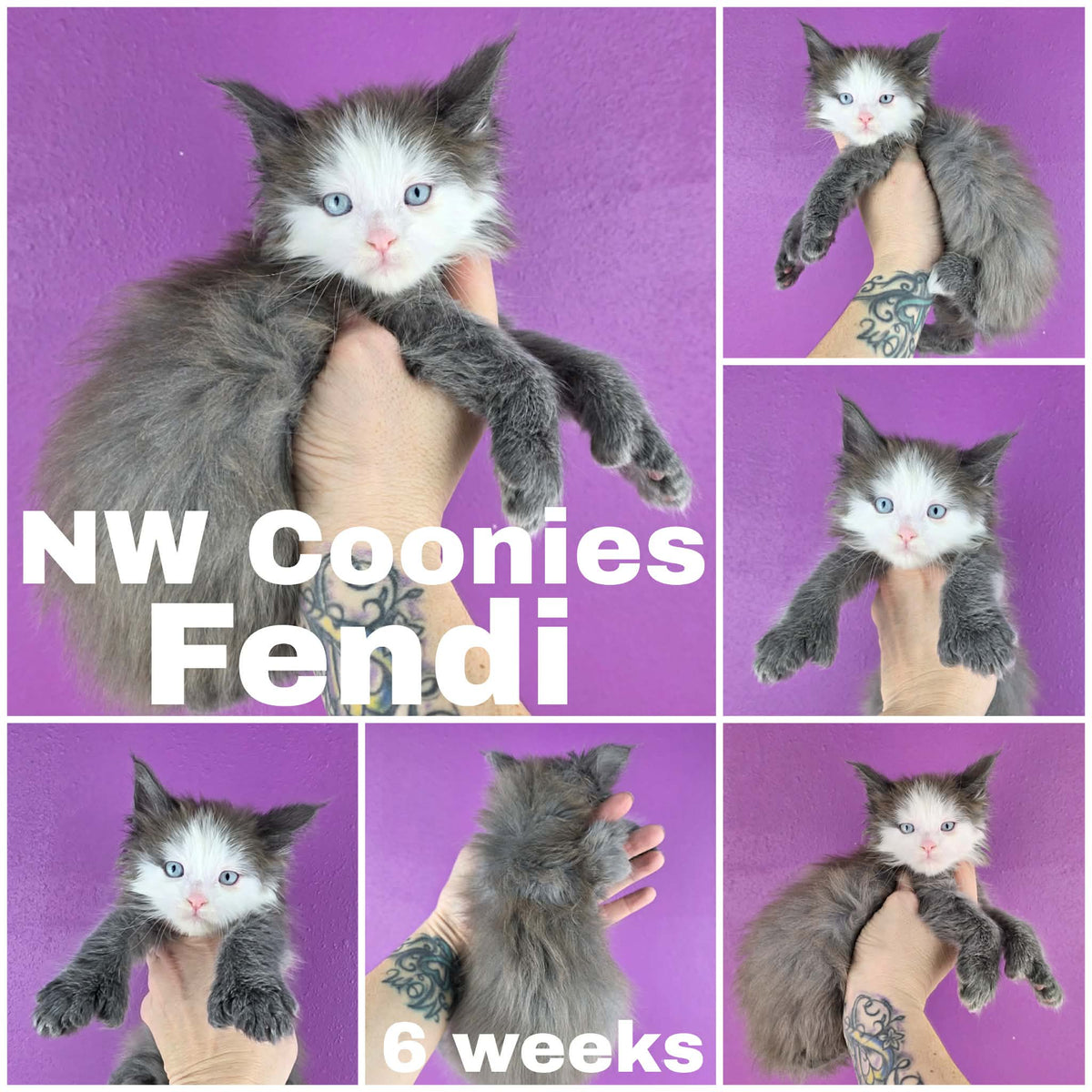 NW Coonies Fendi