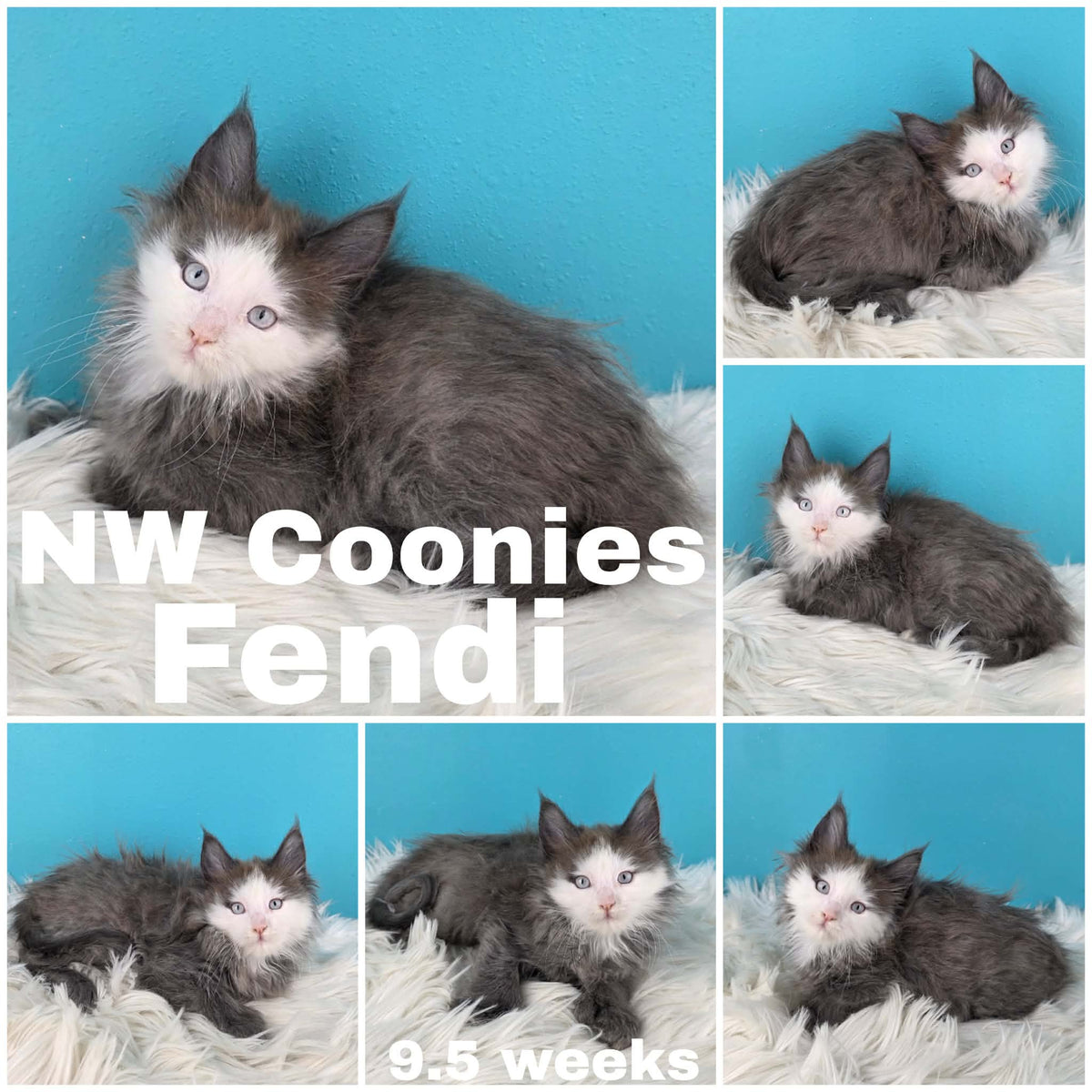 NW Coonies Fendi