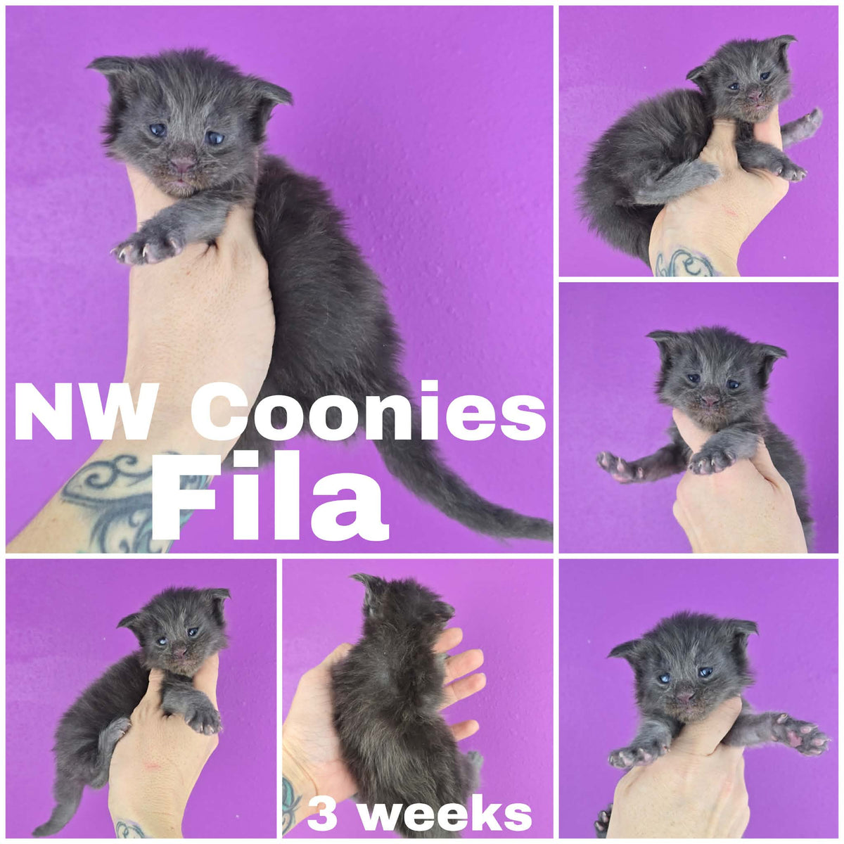 NW Coonies Fila