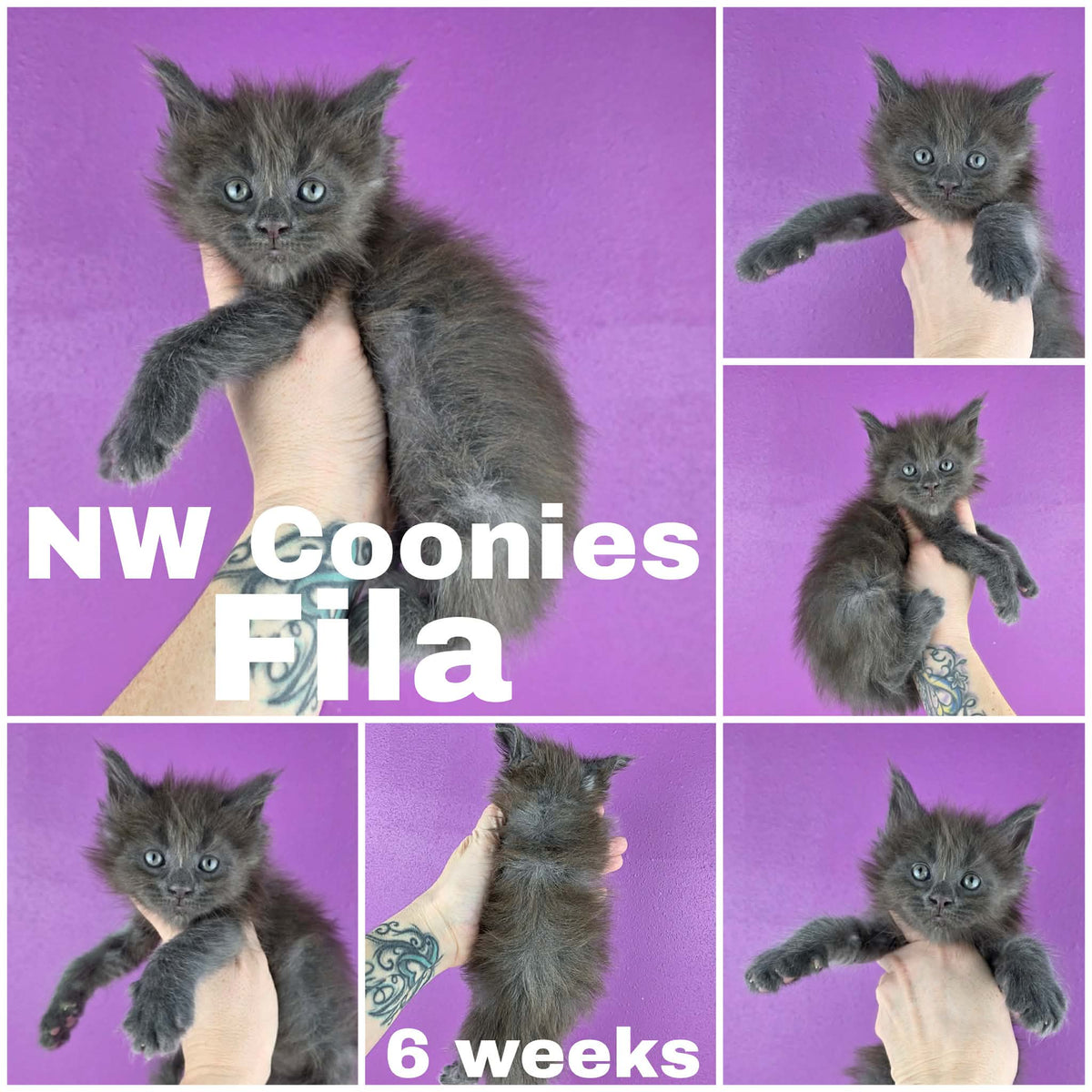 NW Coonies Fila