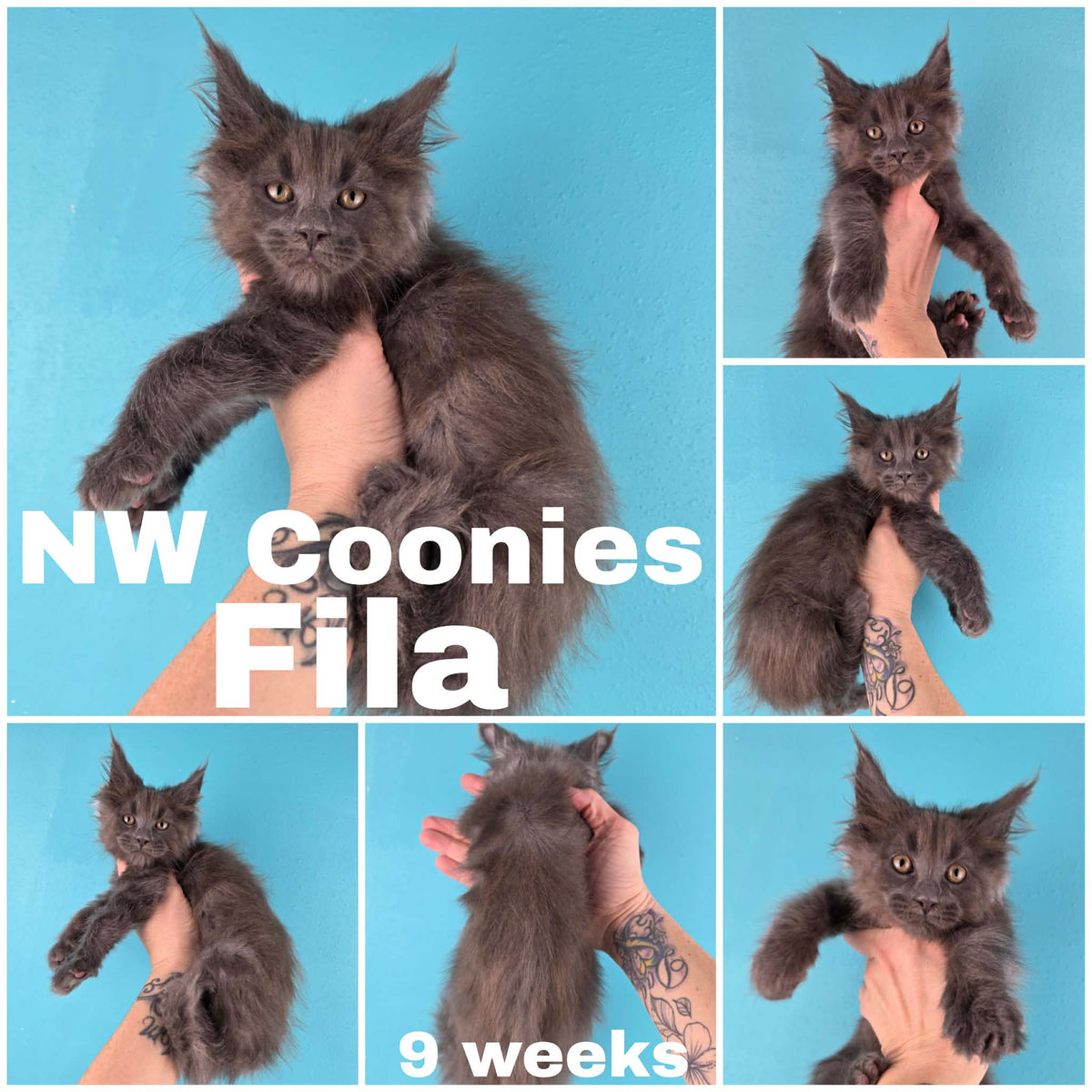 NW Coonies Fila