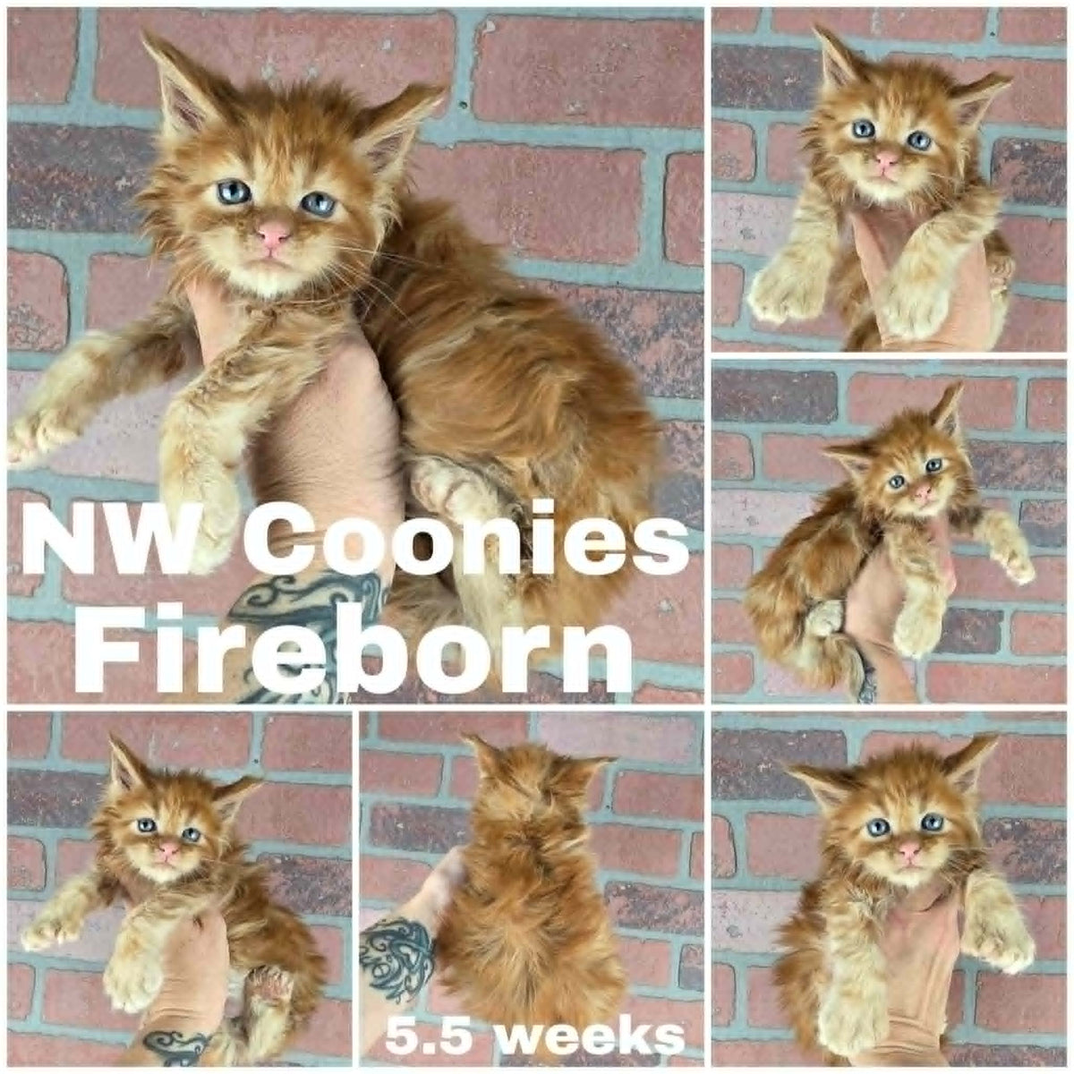 NW Coonies Fireborn