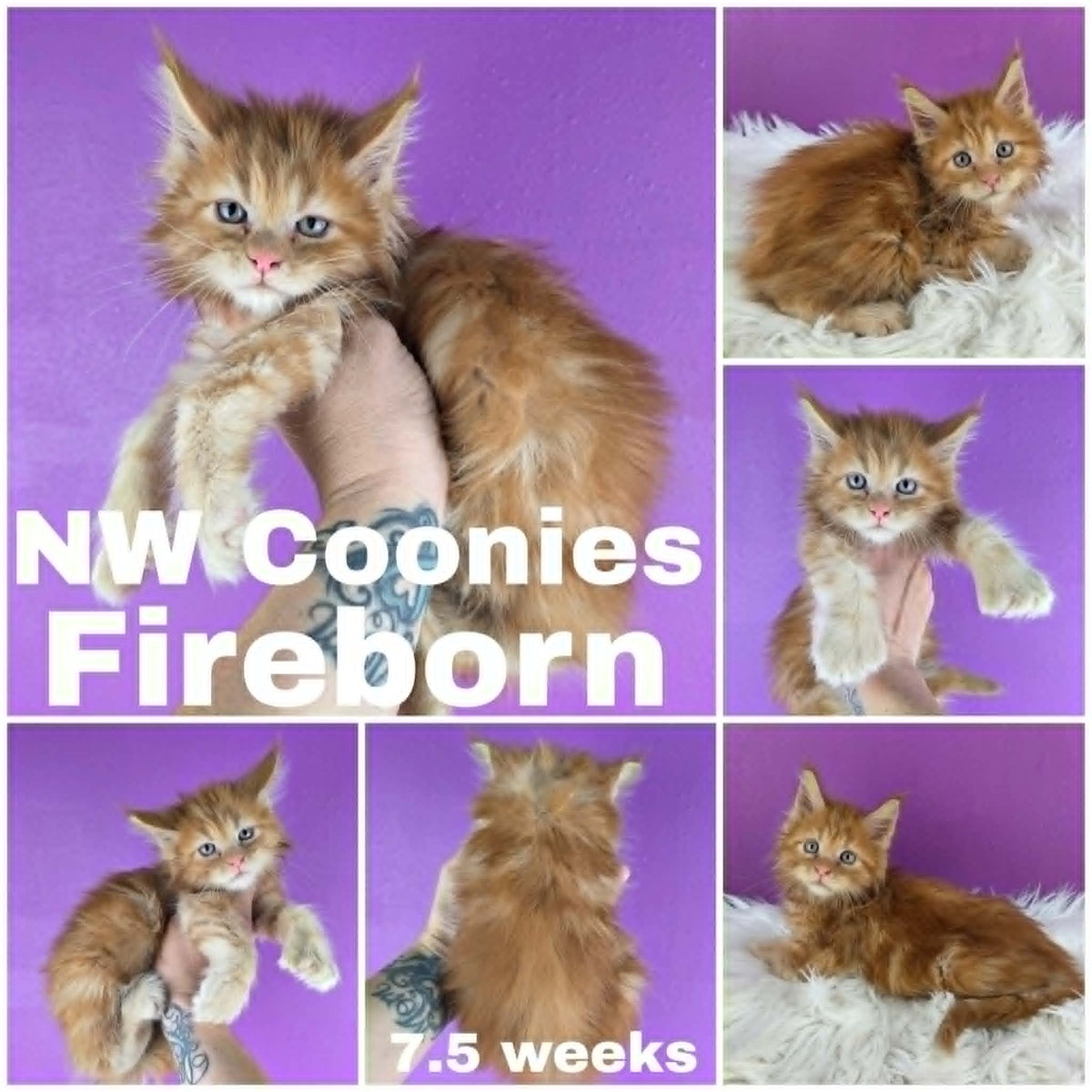 NW Coonies Fireborn