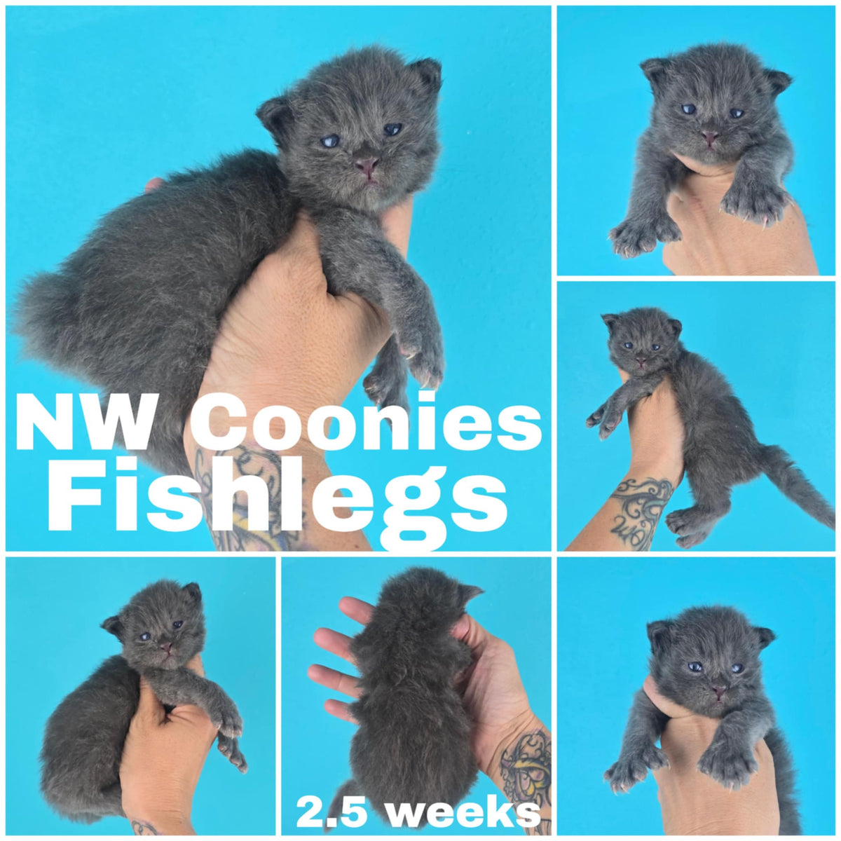 NW Coonies Fishlegs