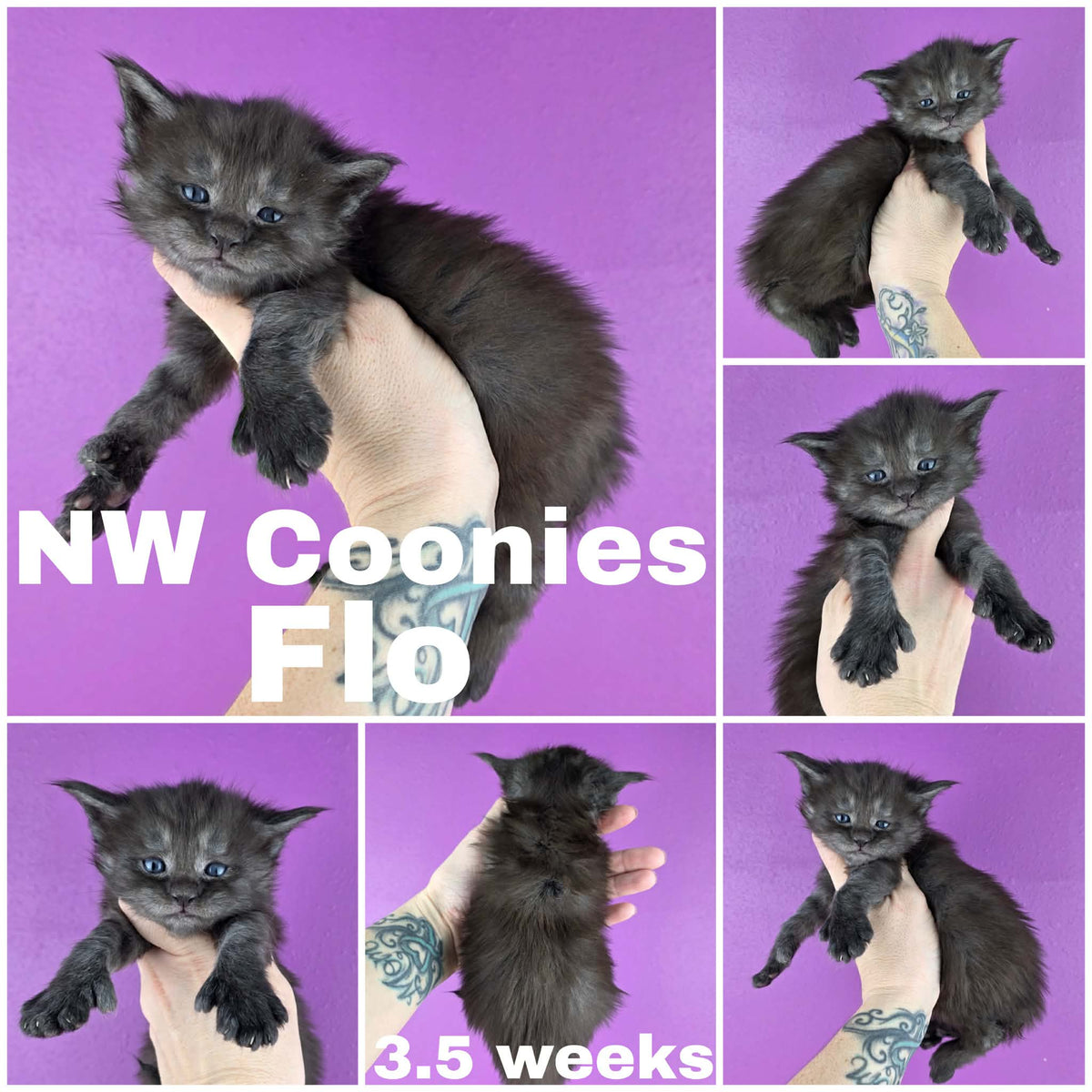 NW Coonies Flo