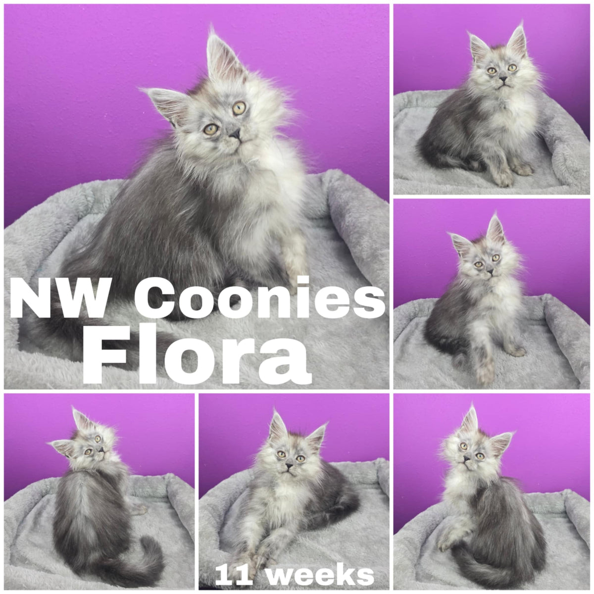 NW Coonies Flora