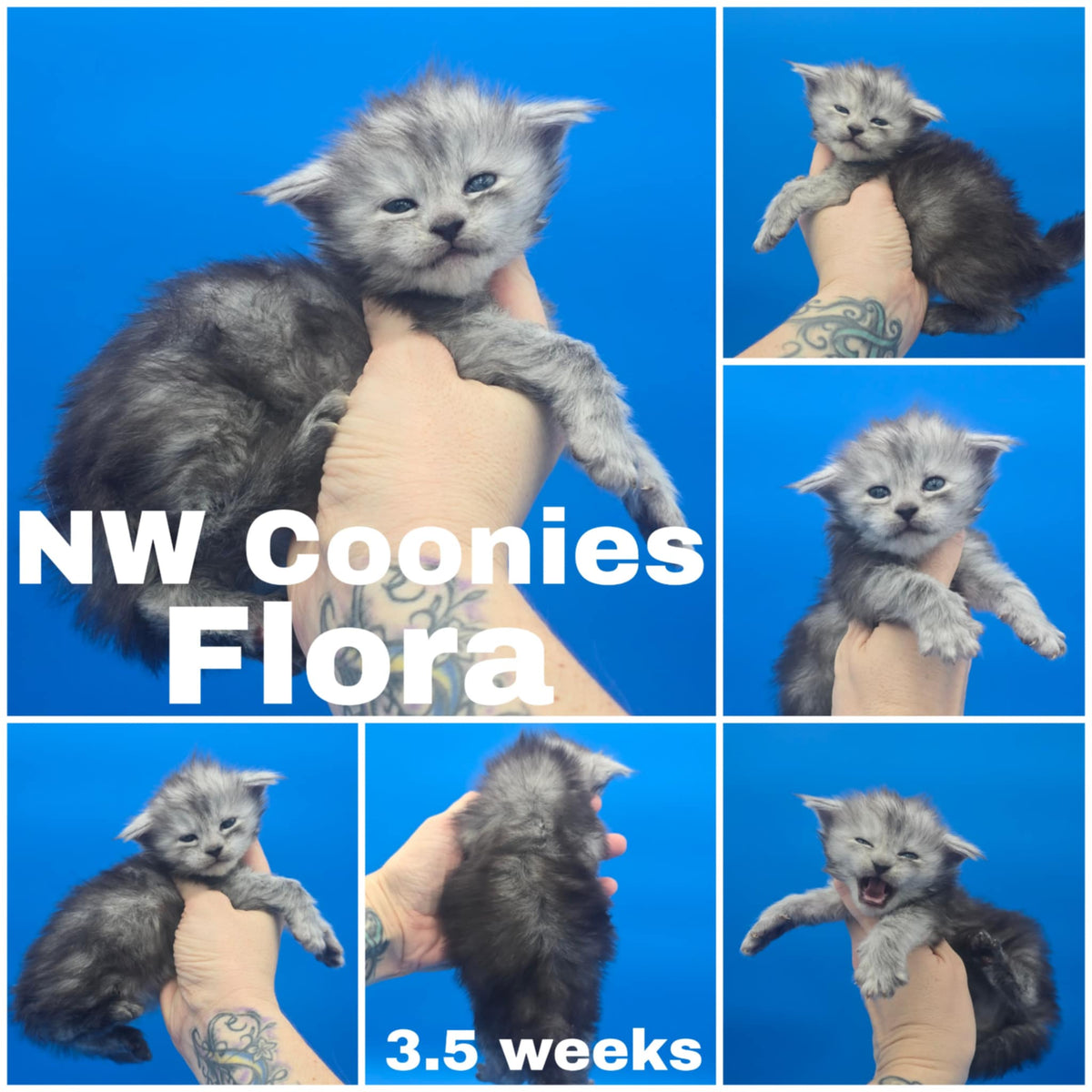 NW Coonies Flora