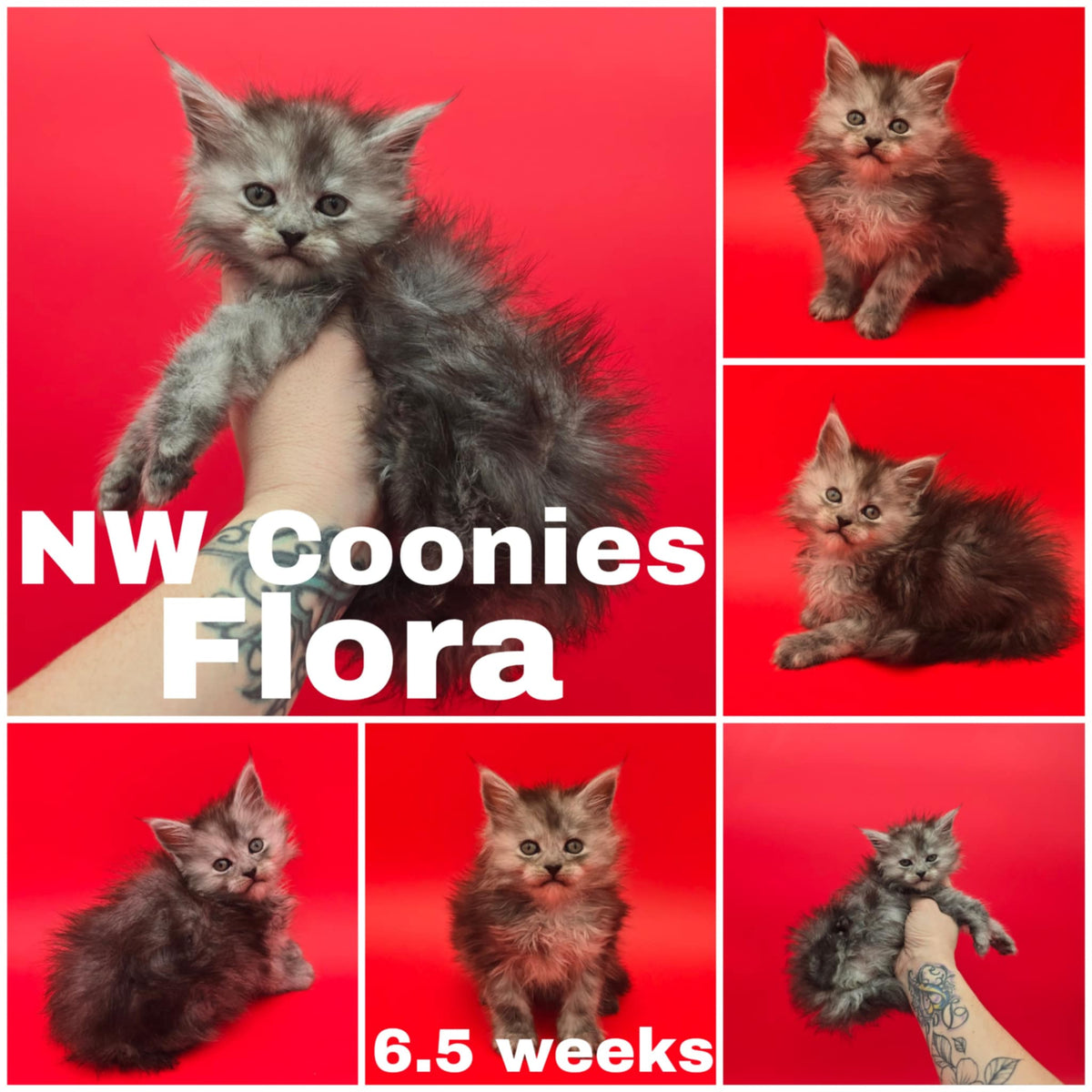 NW Coonies Flora