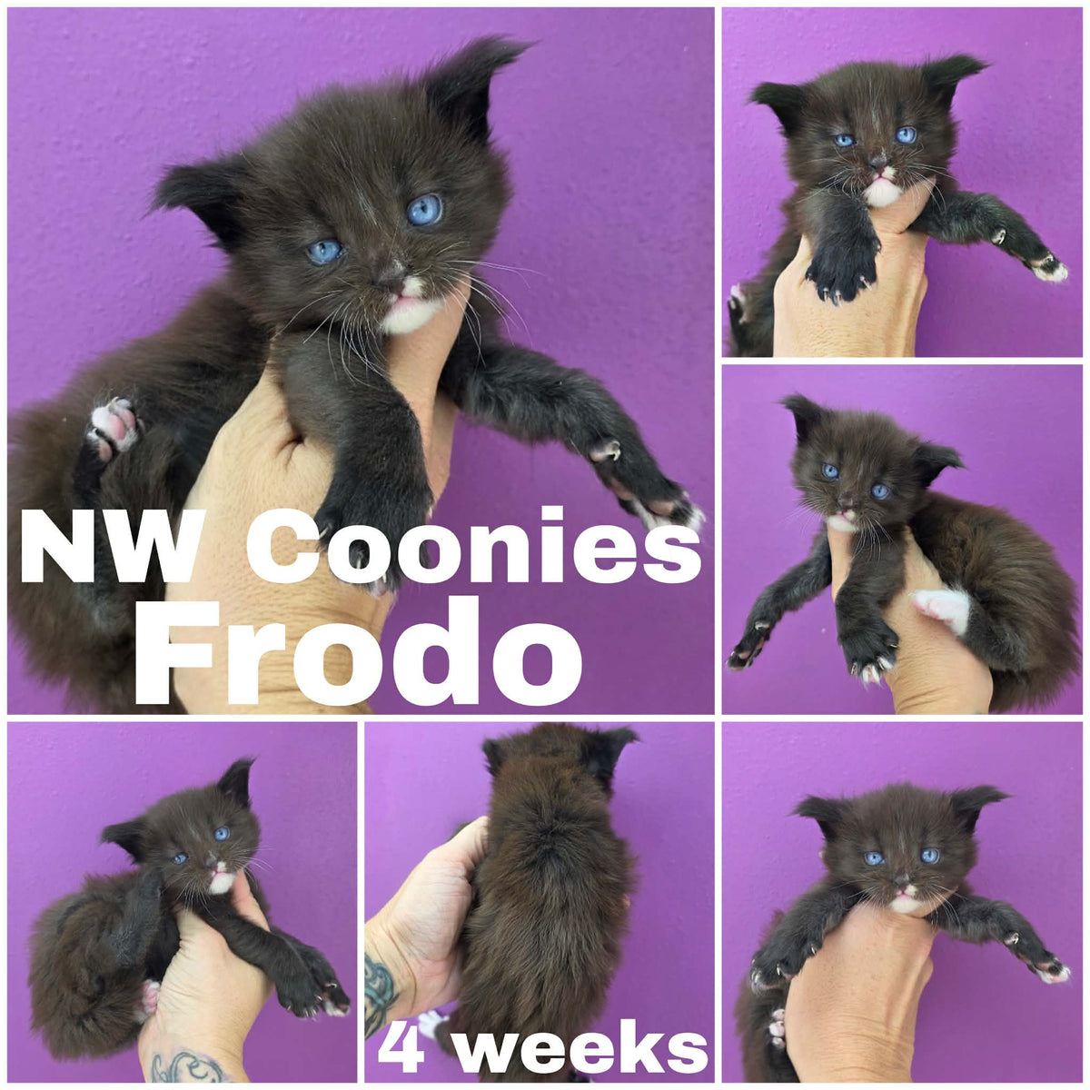 NW Coonies Frodo