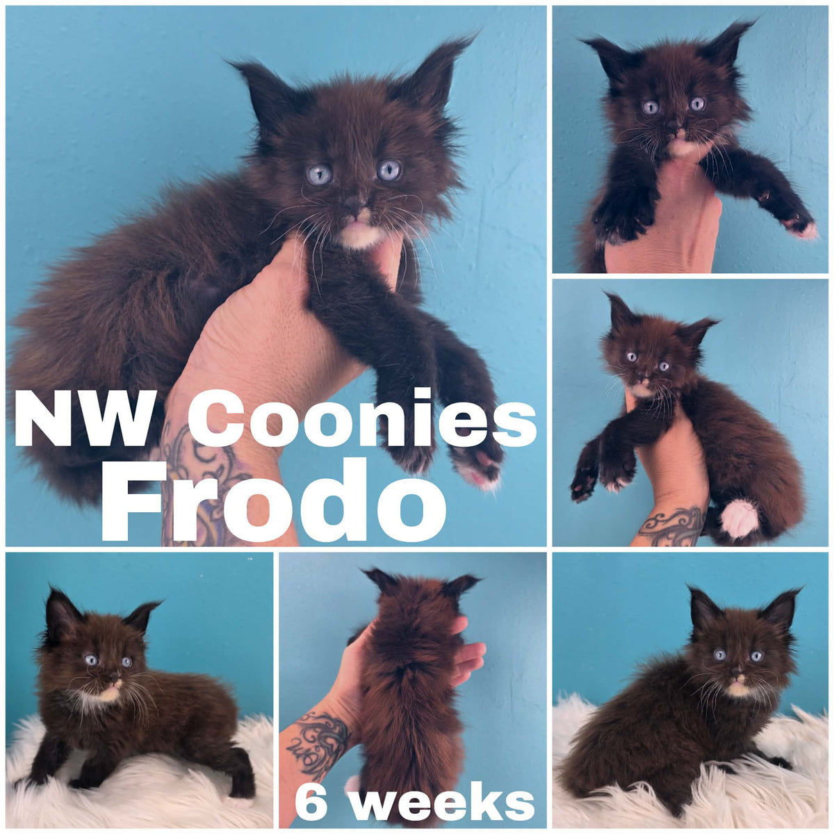 NW Coonies Frodo