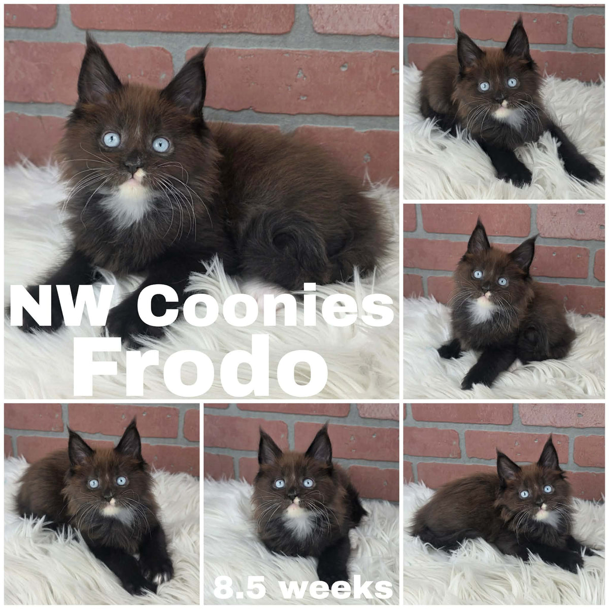 NW Coonies Frodo