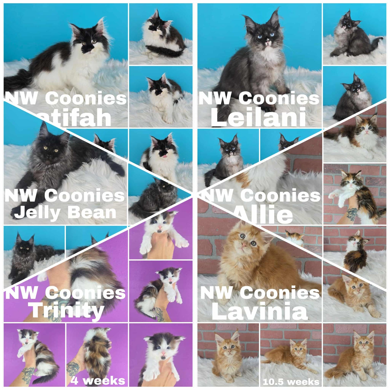 Collage of Maine Coon kittens named Atifah, Leilani, Jelly Bean, Allie, Trinity, and Lavinia.