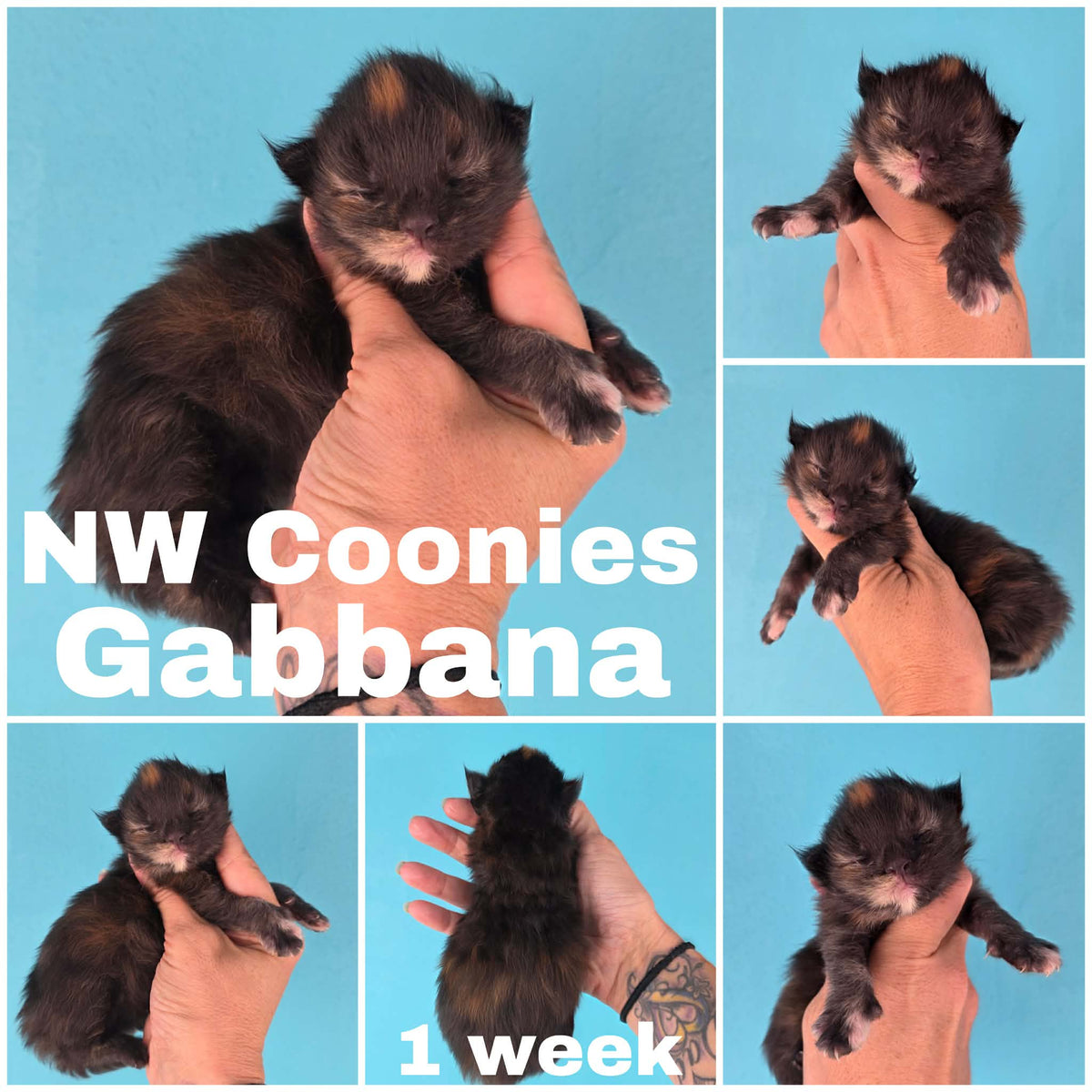 NW Coonies Gabbana