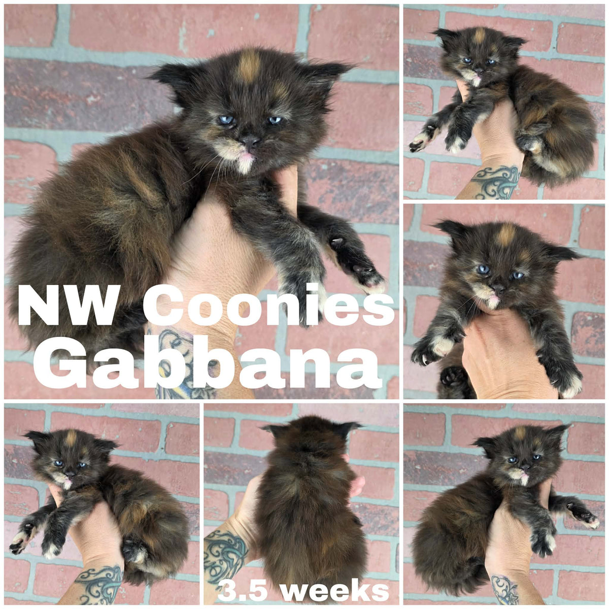 NW Coonies Gabbana