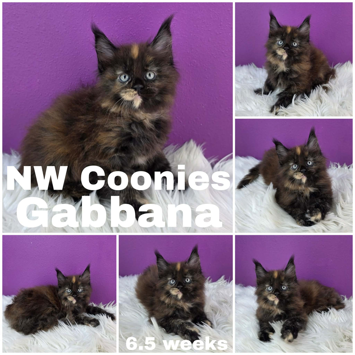 NW Coonies Gabbana