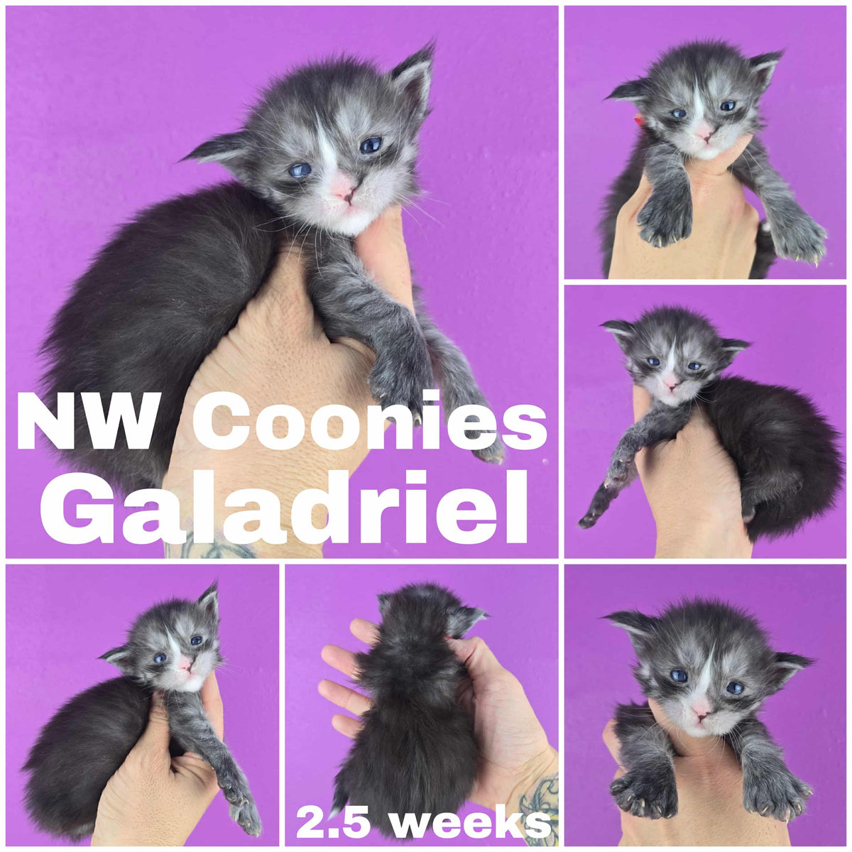 NW Coonies Galadriel