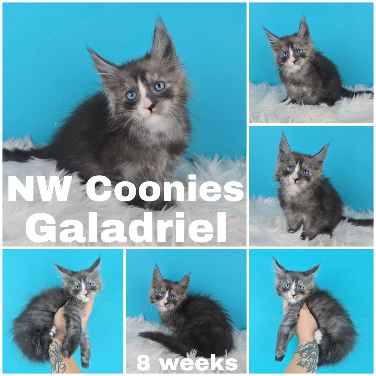 NW Coonies Galadriel