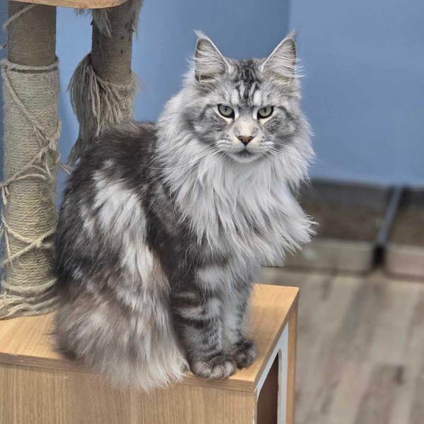 Kitten Maine Coon for Sale | Trusted Cat Breeders Oregon | NW Coonies