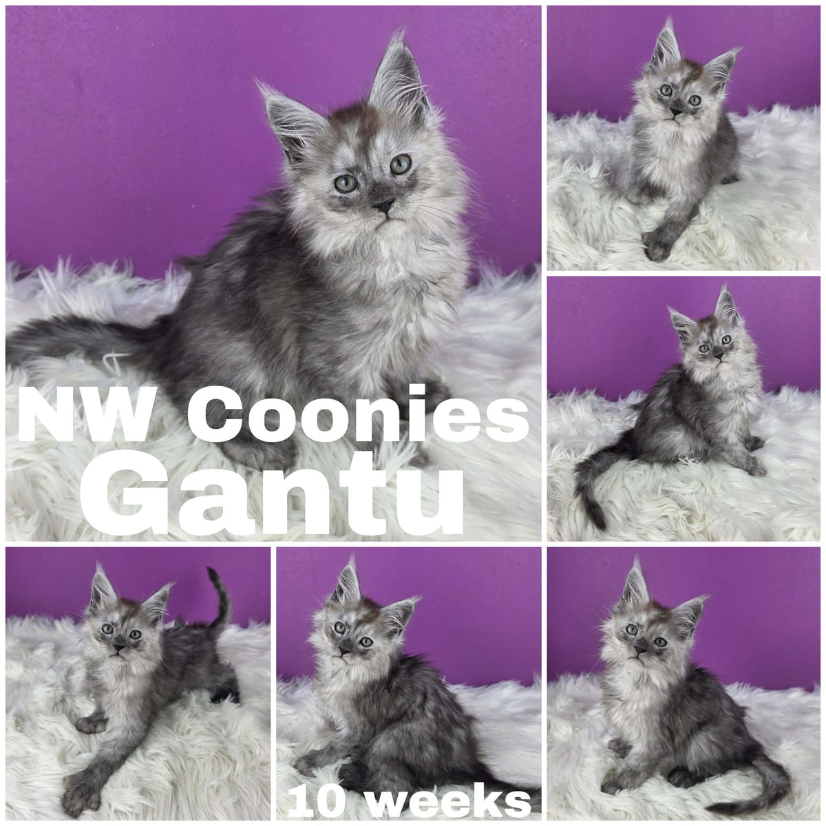 NW Coonies Gantu