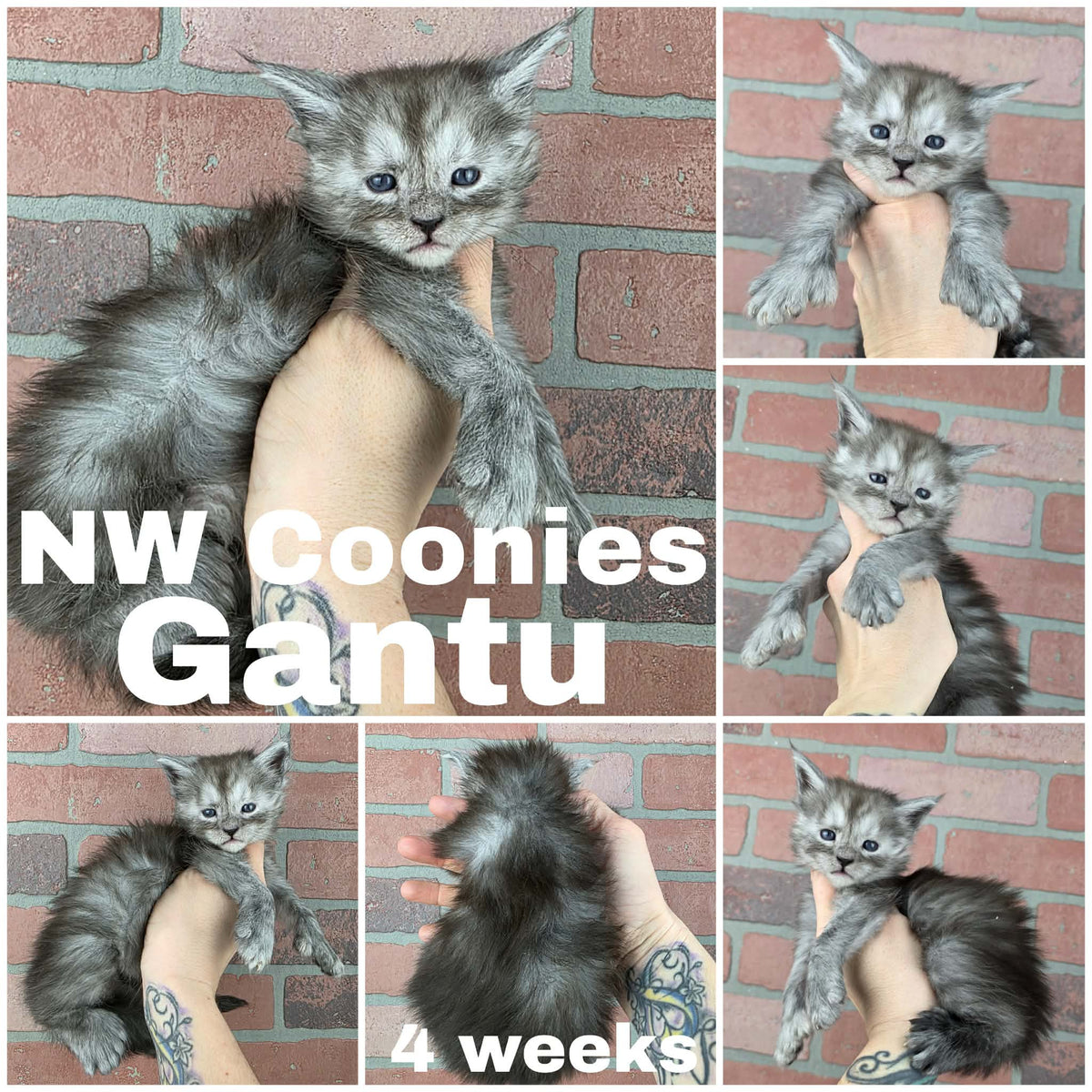 NW Coonies Gantu