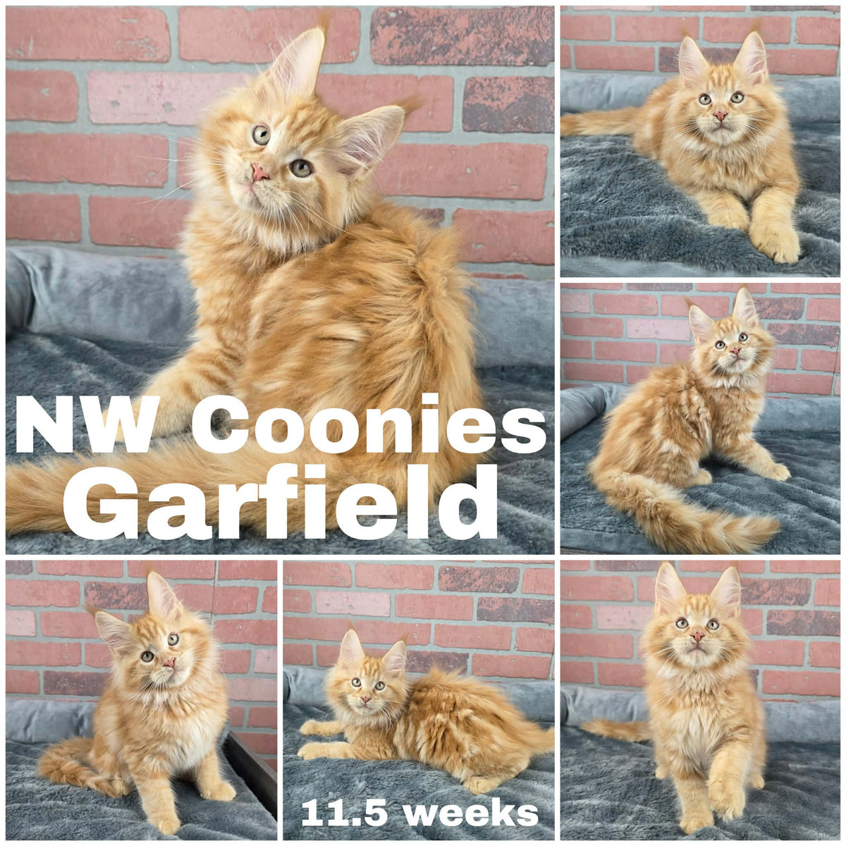 NW Coonies Garfield