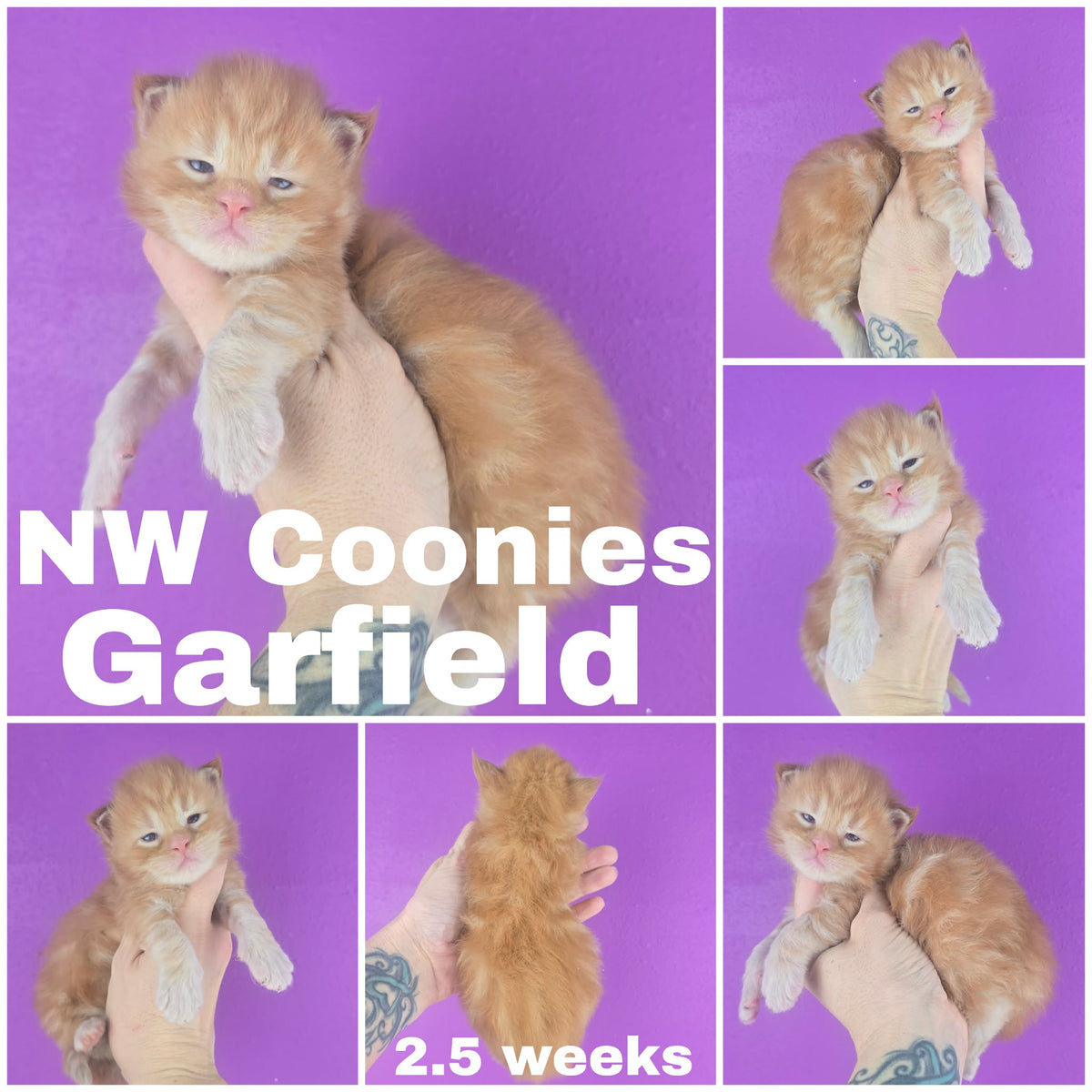 NW Coonies Garfield