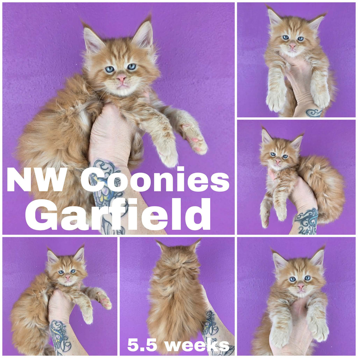 NW Coonies Garfield