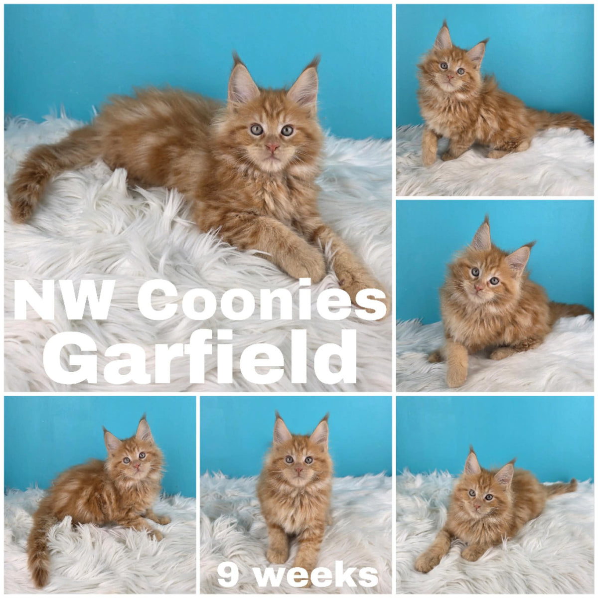 NW Coonies Garfield