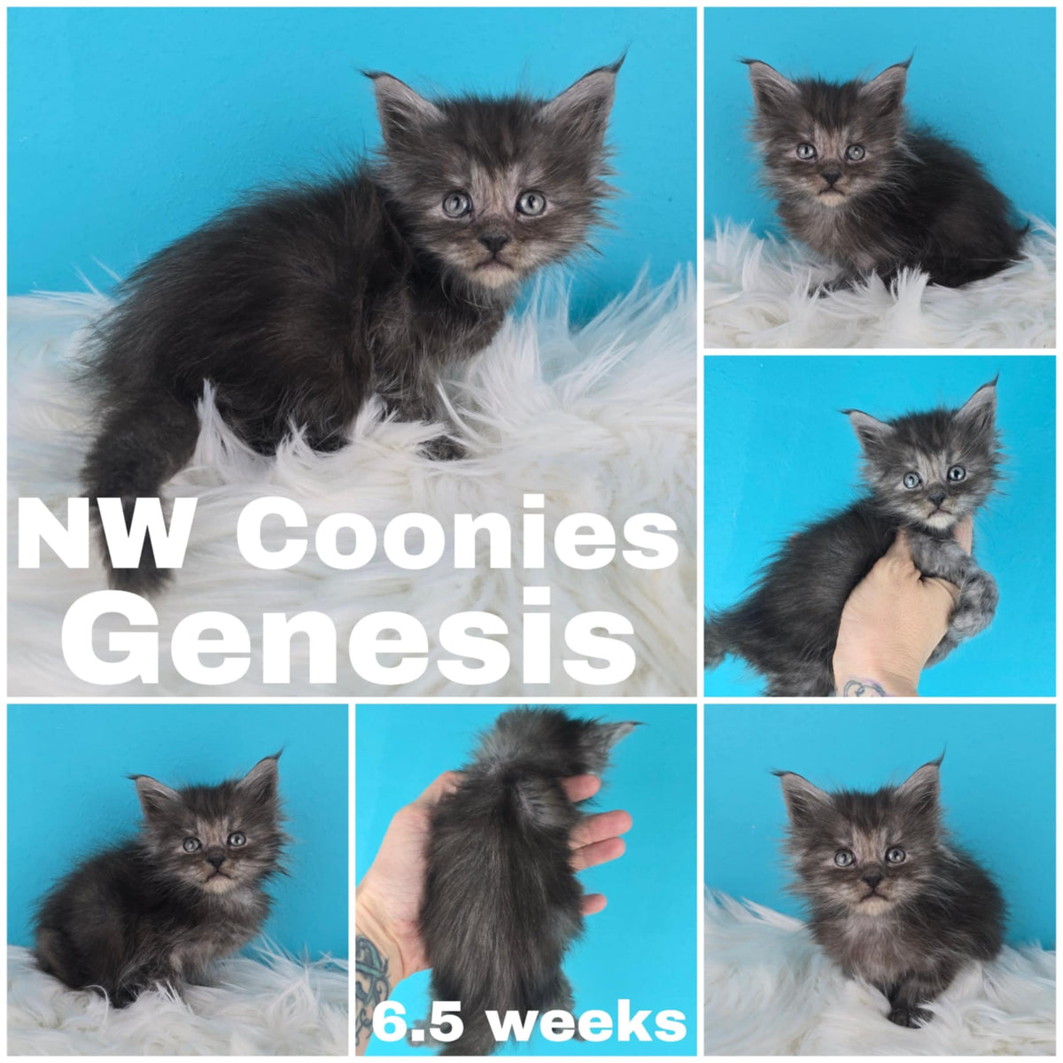 NW Coonies Genesis