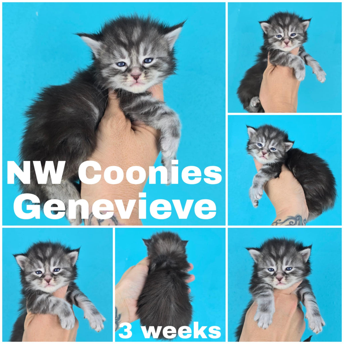 NW Coonies Genevieve