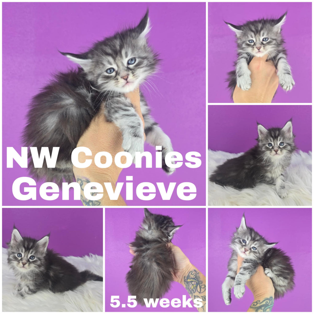 NW Coonies Genevieve