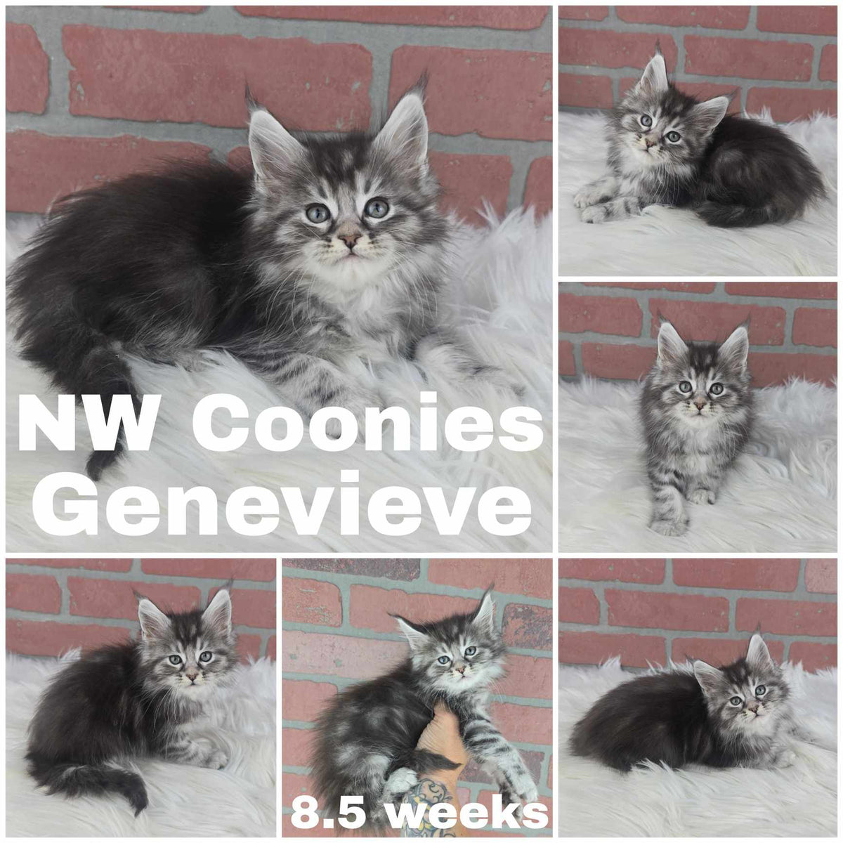 NW Coonies Genevieve