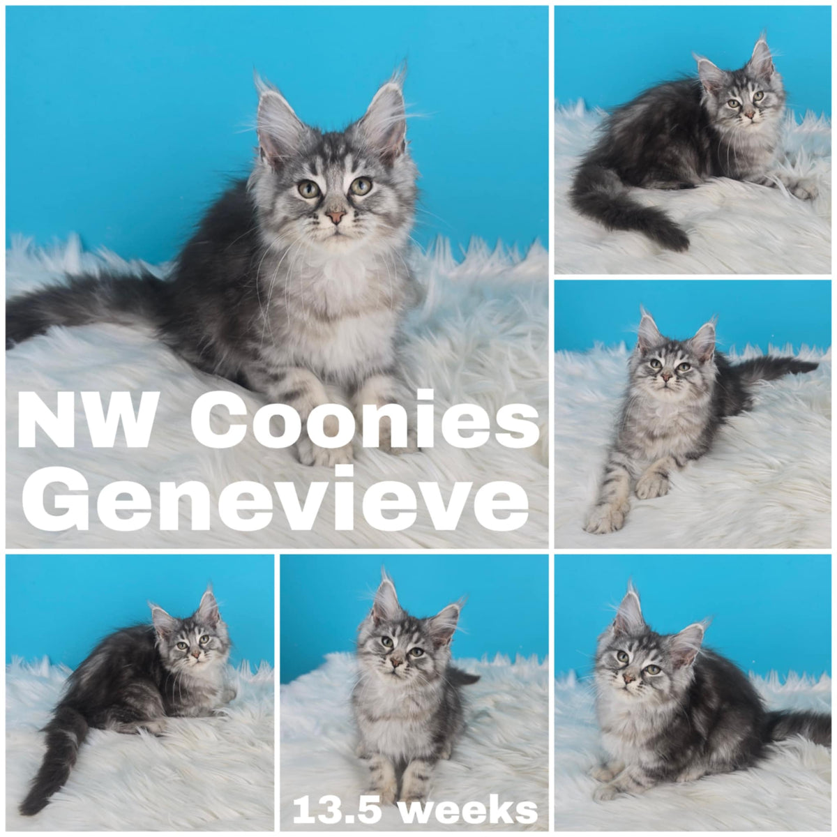 NW Coonies Genevieve