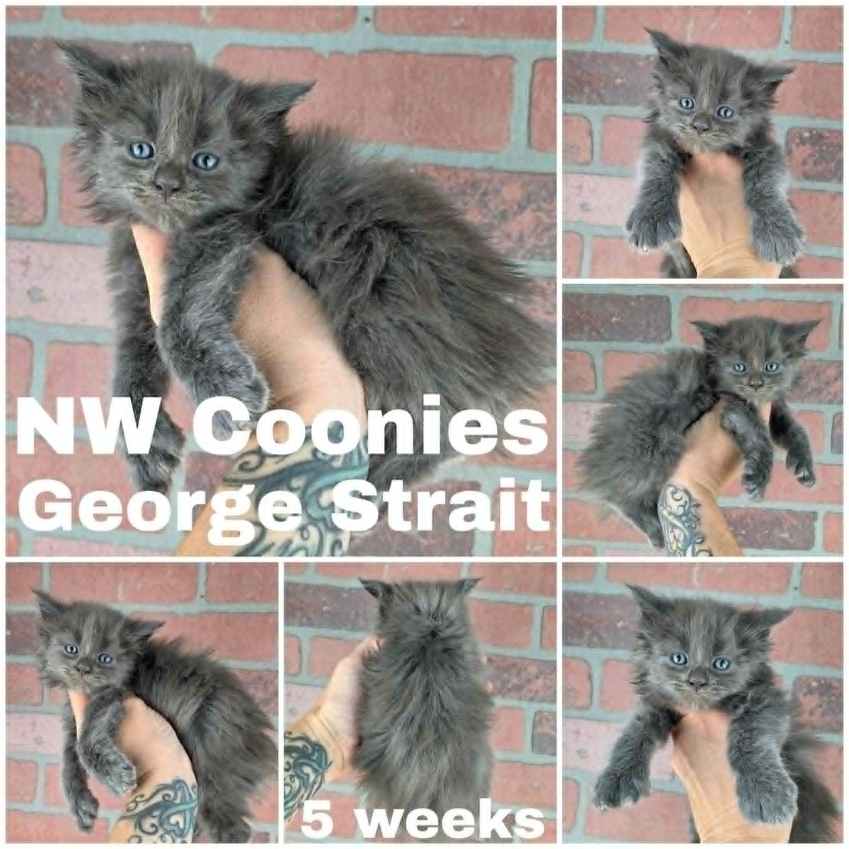 NW Coonies George Strait