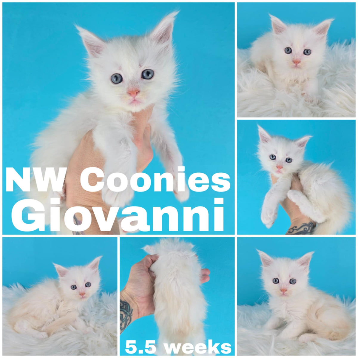 NW Coonies Giovanni