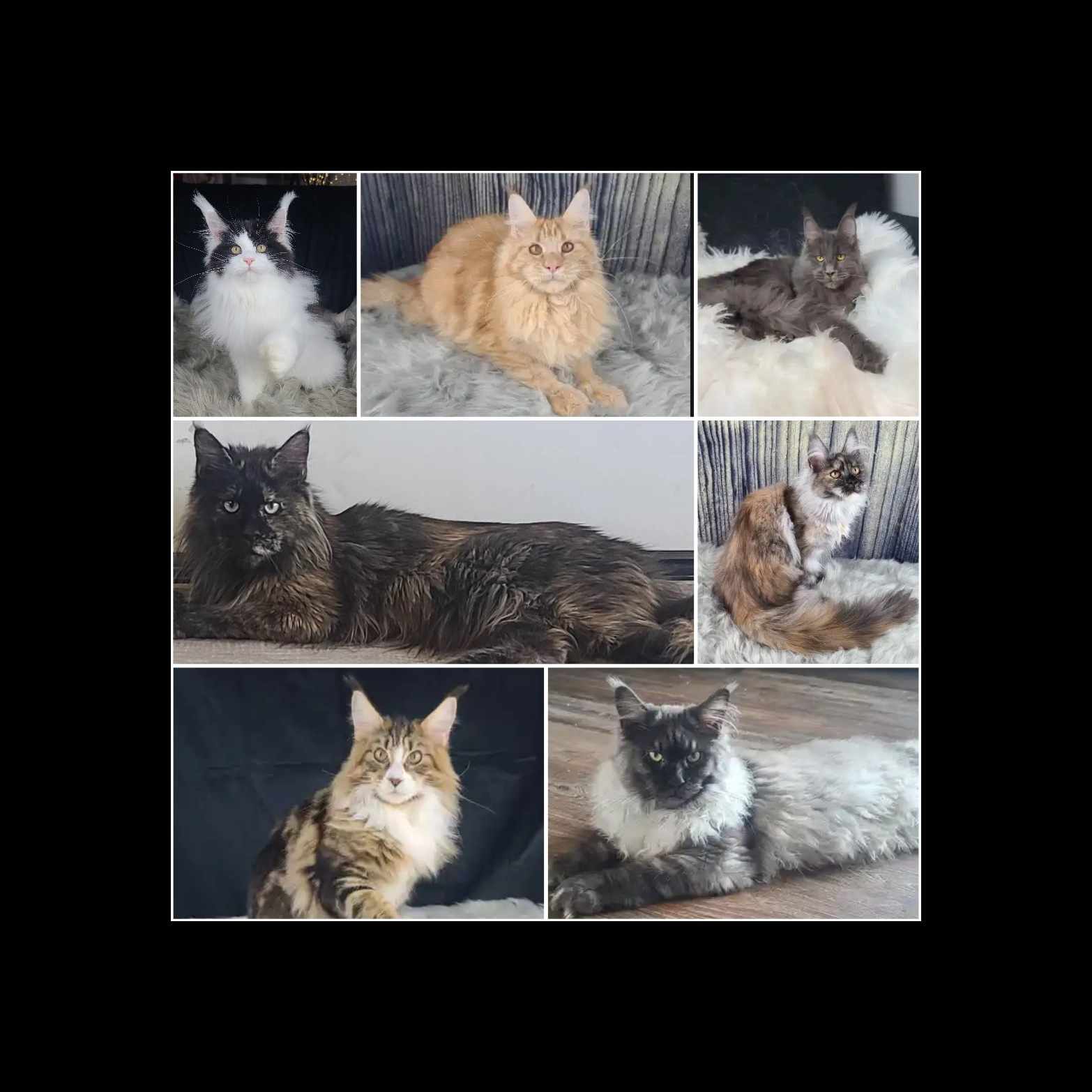 Montage featuring black, orange, brown, and white Maine Coon cats on rugs and floors.