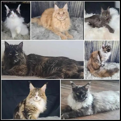 Our Cats at NW Coonies | Explore Our Maine Coon Family