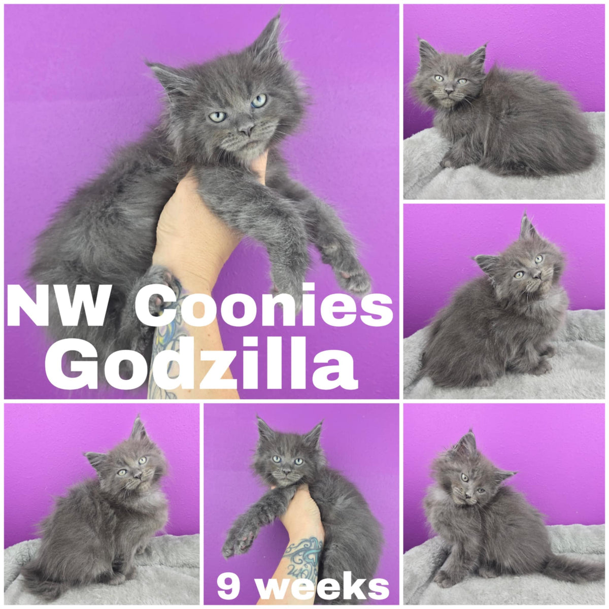 NW Coonies Godzilla