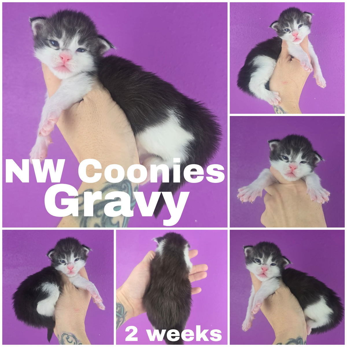 NW Coonies Gravy